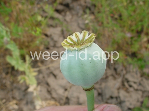 poppy, opium